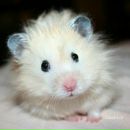 №35 Мишка Шепелев 23.01.1995: профиль, фото, статус - ВКонтакте