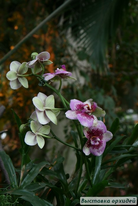 Тина Тина | Москва