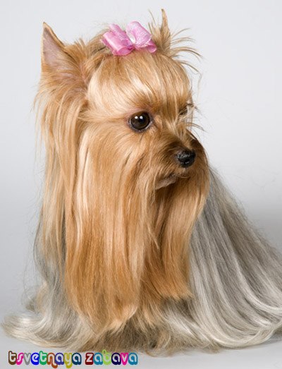 Марина Арсеева | Москва