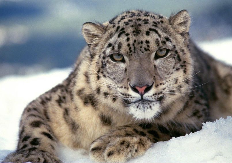 Машулик Еремина | Москва