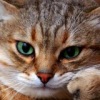 Аватар: Дарья Косинская