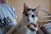 Casper Cat фотография #13 (источник - https://vk.com/id159485289)