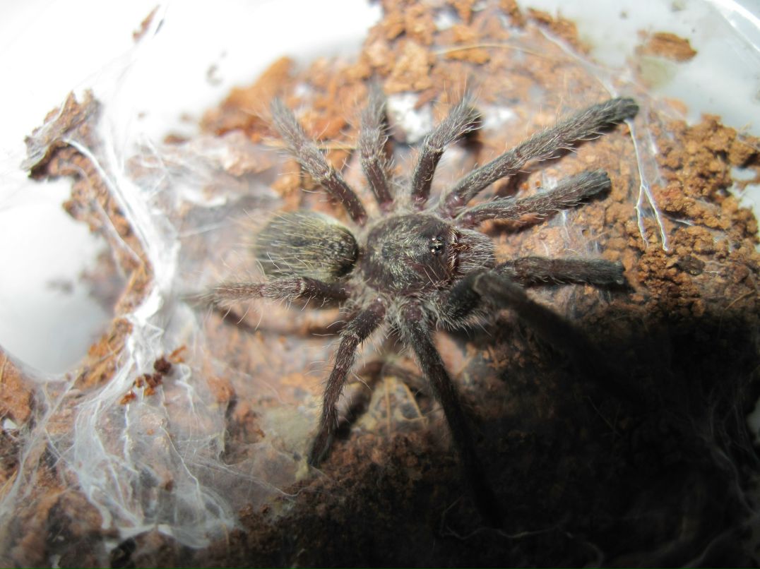 Жора Буряк | Wrocław