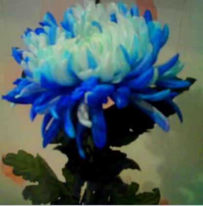 Сашунька Седлецкая | Мурманск