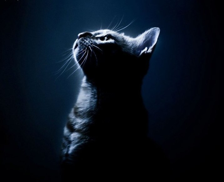 Юлия Новая | Санкт-Петербург