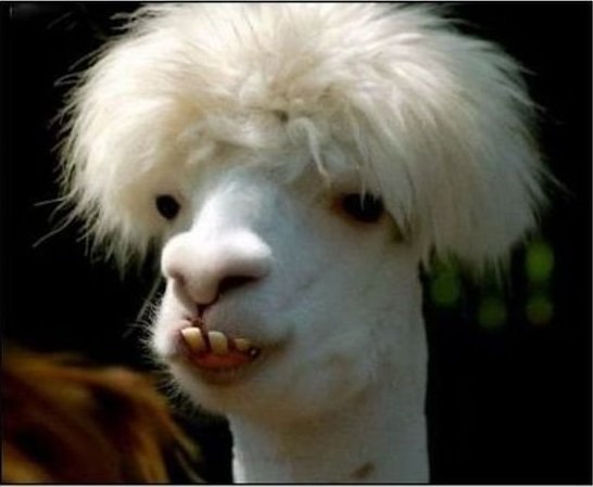 Олег Соболев Владимирович | Запорожье