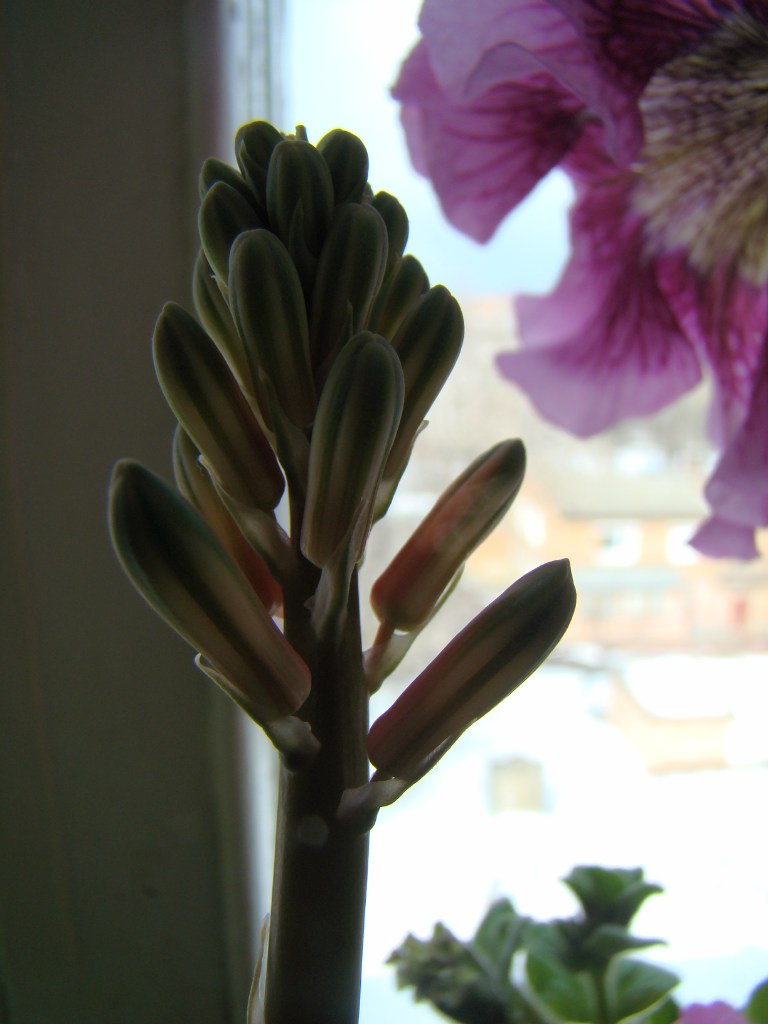 Антонина Гордий 