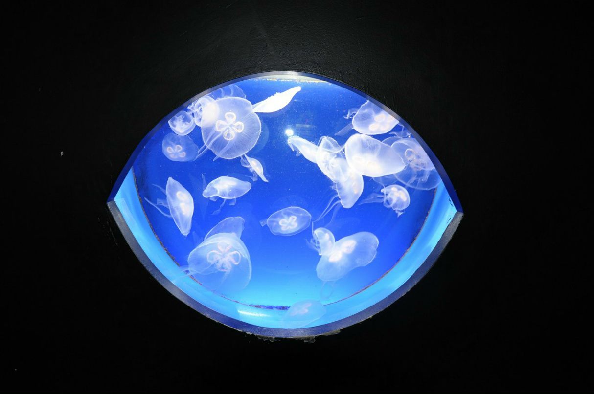 Ольга Асина | 