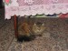 Антон Мельниченко фотография #28 (источник - https://vk.com/id70439825)