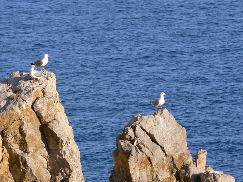 Маришка Решетняк | Черновцы