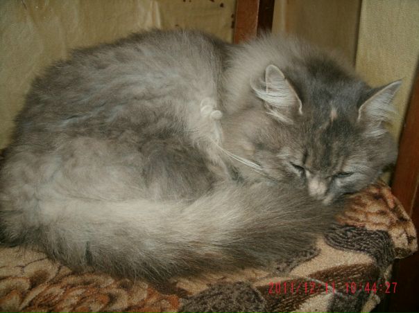 №11, Саша Боднарчук, Теплик №11, Саша Боднарчук, Теплик