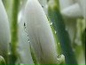 Елена Сергеева | Сенда