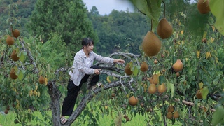 【二米炊烟】Autumn Pear Syrup, Chinese Medicine Diet. 傳承1000年的古老秘方，秋天的梨子熬成膏