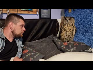 Что ещё может напугать сову до самого неугу Асфальтоукладчики!