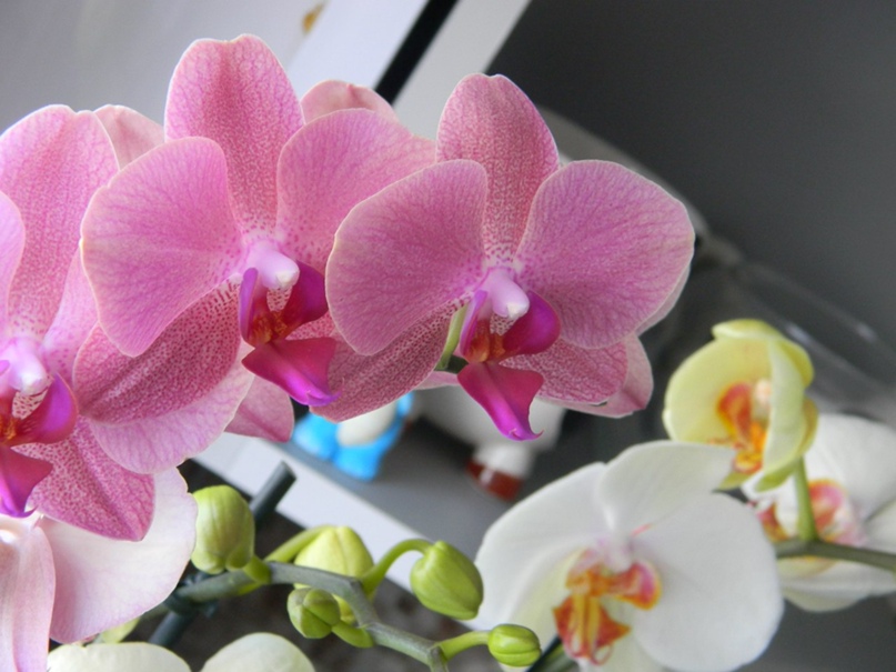 Машуля Медведева | Магнитогорск