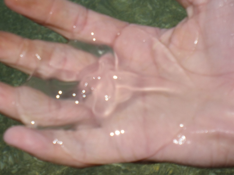 Александр Старцев | Богородицк