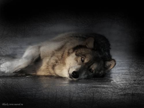 Волк плачет фото Волк плачет фото