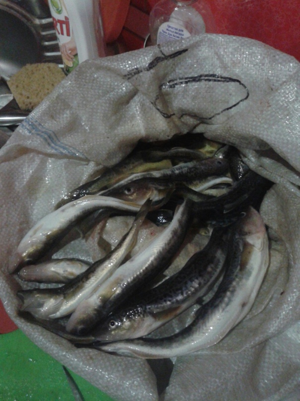 Виктор Абакумов | Архангельск