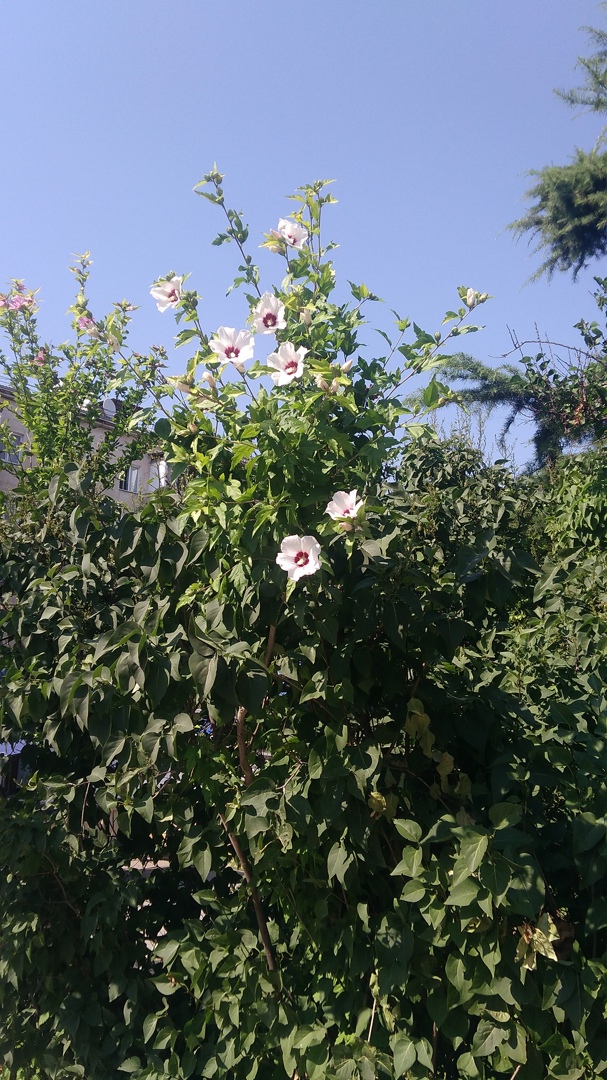 Артем Долгов | Кемерово