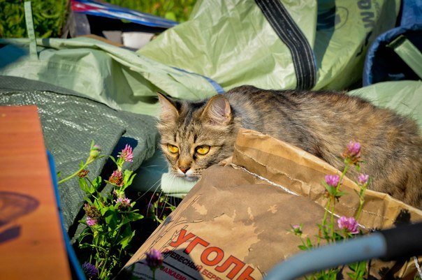 Шоппер 3D Космический лес, елки и звезды - купить по цене 1120 руб в интернет-ма