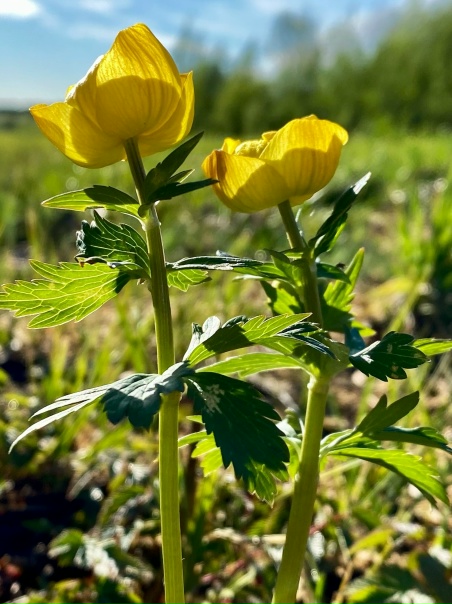 С добрым утром, Вельск! 💚