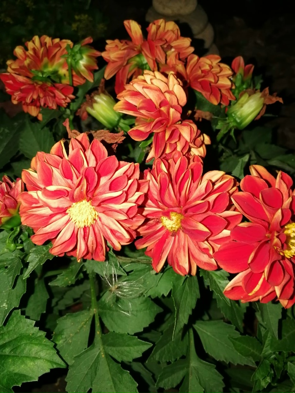 Елена Латкина |