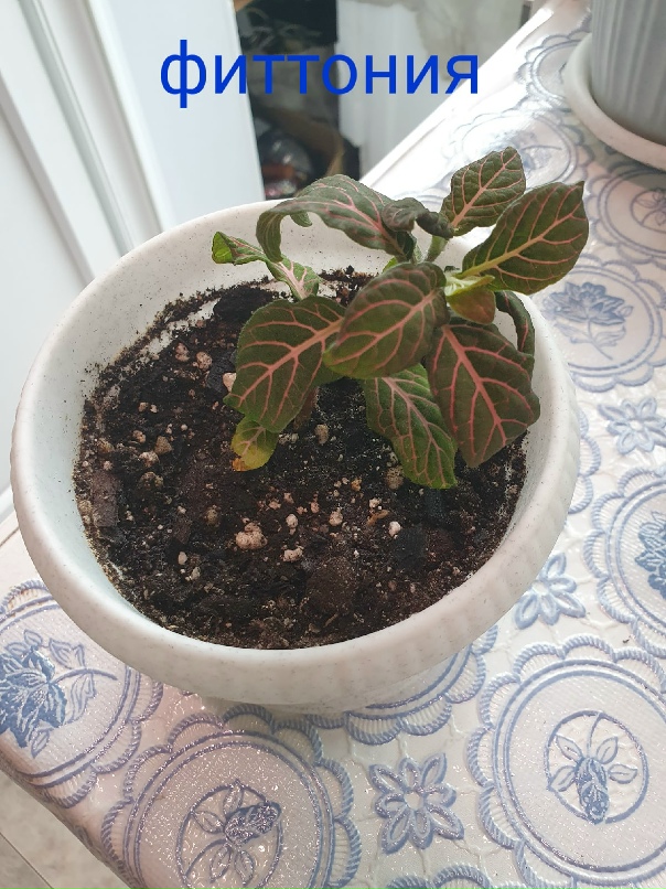 Наташа Тюменцева | Красноярск