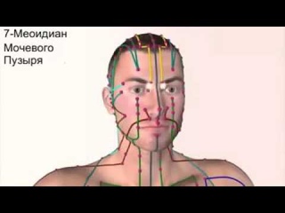Движение Ци в организме Человека