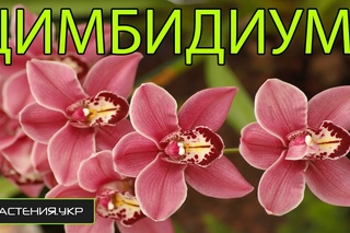 Орхидея цимбидиум / Cymbidium Orchid