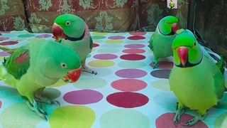 So Funny Talking Parrot Speaking And Playing