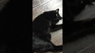 ЧËРНЫЙ кот