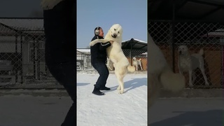 самый большой Алабай