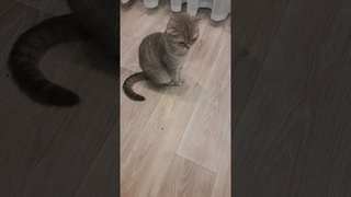 В память о нашем любимом Бубушке, беги по радуге.
