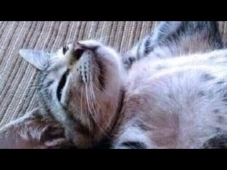 зарядись позитивом Создай себе хорошее настроение
